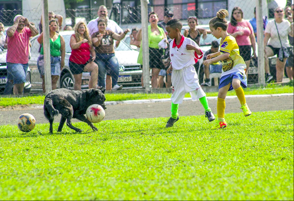 Foto Do Dia - Cão na  jogada