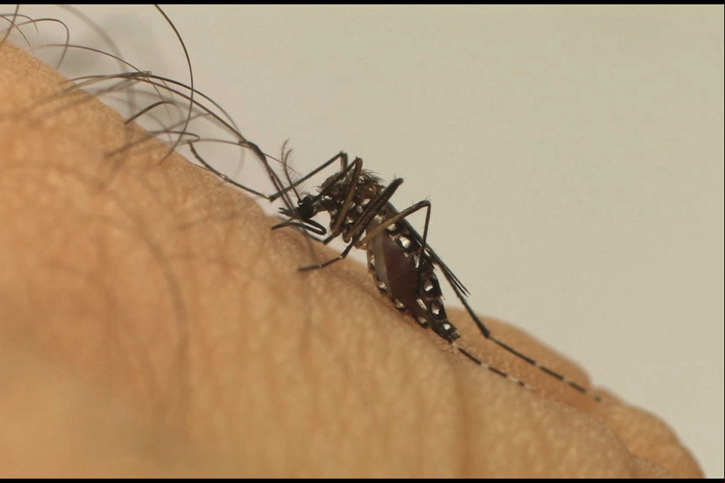 Saúde - Cidade ainda não registra caso positivo de dengue