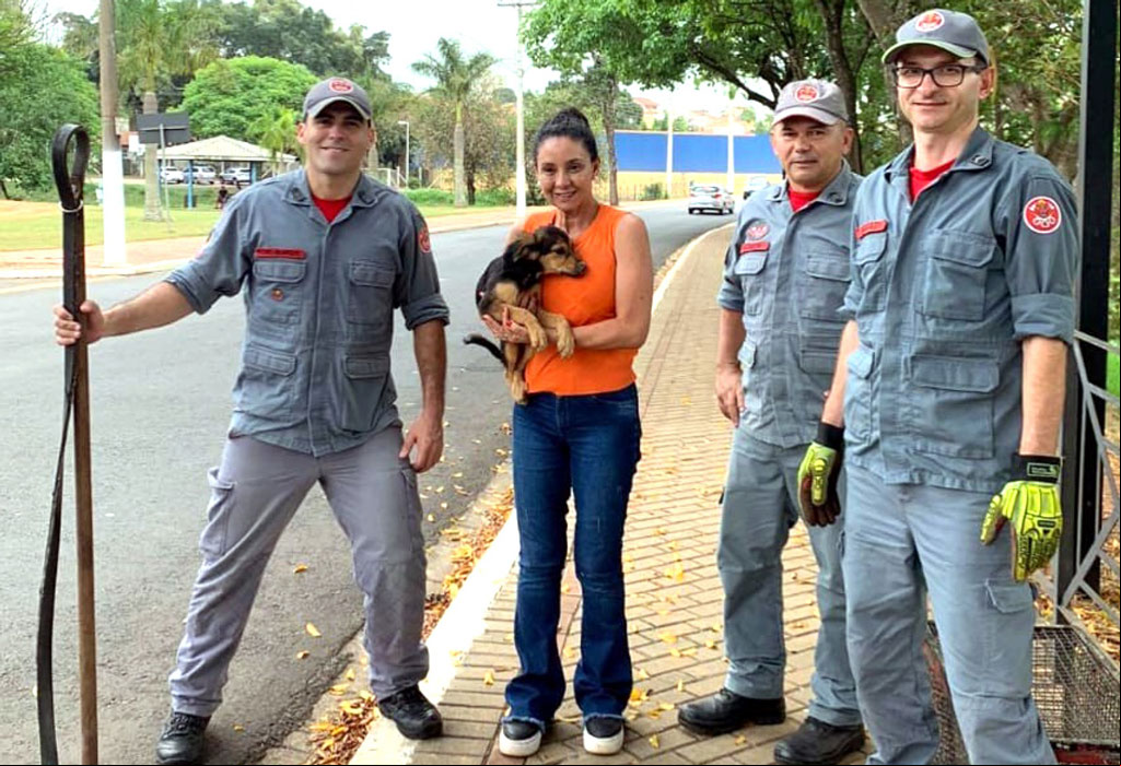 Foto Do Dia - Resgate de cães