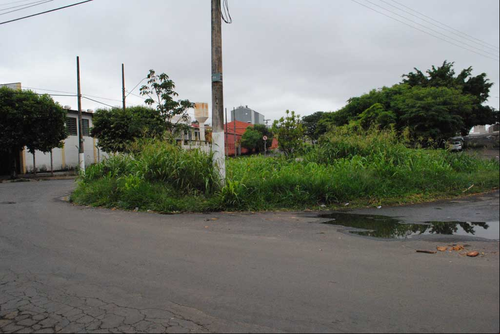 Foto Do Dia - MATO ALTO: 